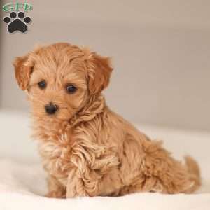 Charlotte, Maltipoo Puppy